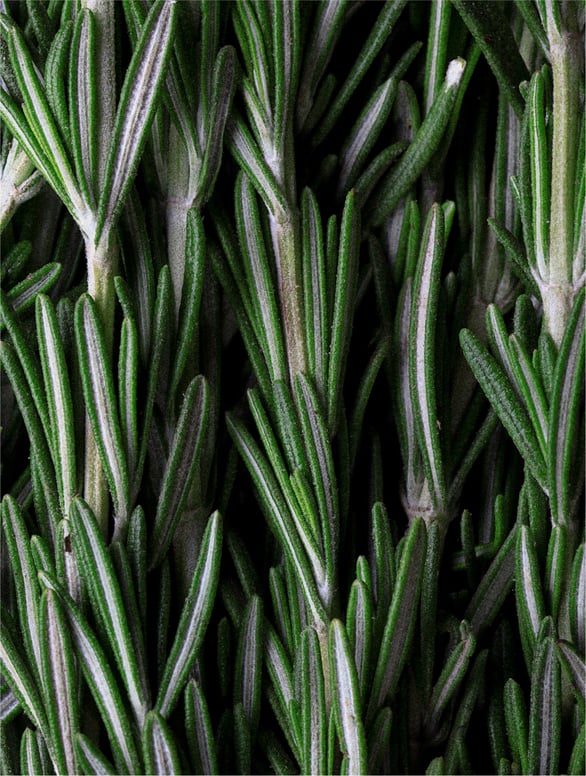 Deep Cleanse Scalp Scrub, Rosemary & Mint
