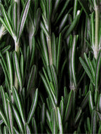 Deep Cleanse Scalp Scrub, Rosemary & Mint